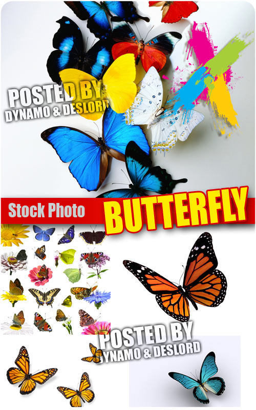 Butterfly - UHQ Stock Photo