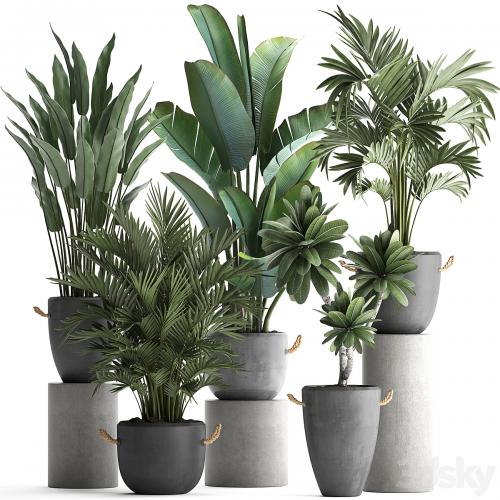 Collection of plants in modern concrete outdoor pots with Banana, strelitzia, palm, hovea, plumeria. Set 402.