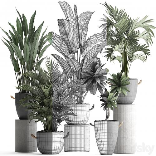 Collection of plants in modern concrete outdoor pots with Banana, strelitzia, palm, hovea, plumeria. Set 402.