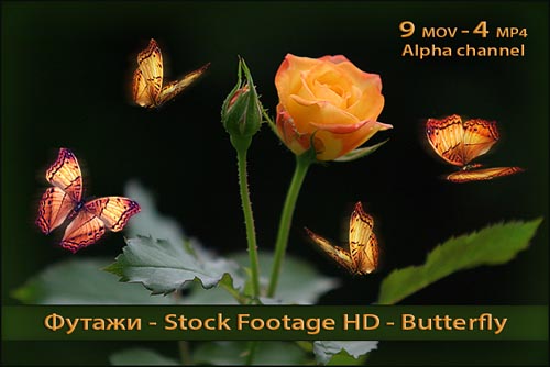 Footage Butterflies with alpha channel